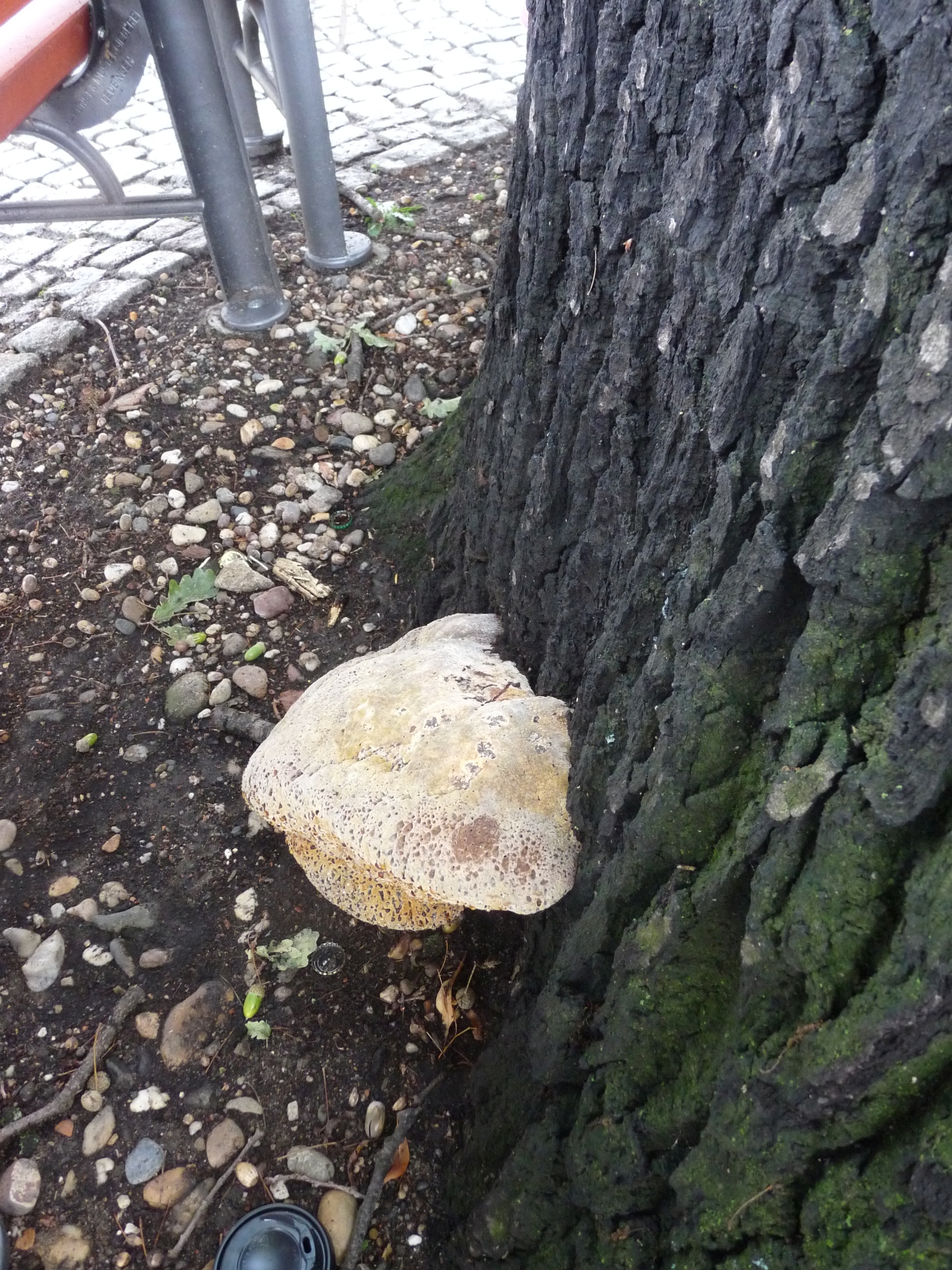 Wettineiche Tropfender Schillerporling