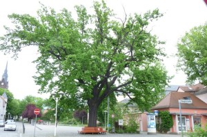 Die Wettin-Eiche stirbt